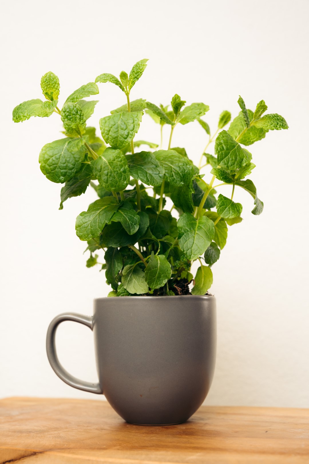Groei je eigen muntthee mok - Groots in Geschenken